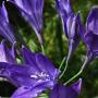 Ithuriel’s Spear (Triteleia laxa): A very common native Lily which likes sunny areas.